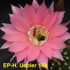 EP-H. Uebler 100 4.2.jpg 